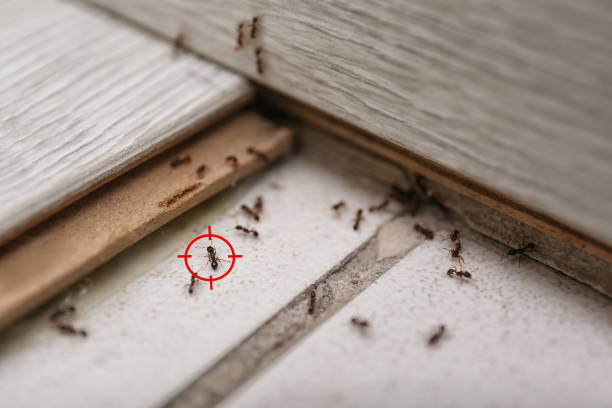 Best Bed Bug Extermination  in Kincheloe, MI