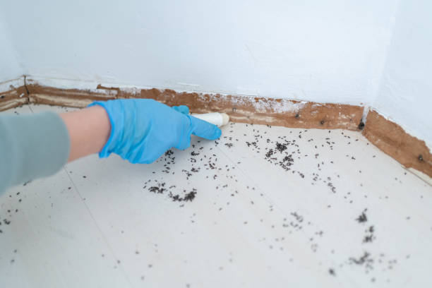 Best Termite Control Services  in Kincheloe, MI
